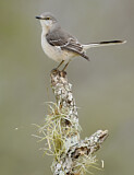 Image. Spottdrossel