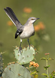 Image. Spottdrossel