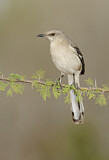 Image. Spottdrossel
