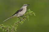 Image. Spottdrossel