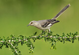 Image. Spottdrossel
