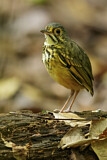 Image. Spotted Antpitta