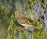 Image. Spotted Bowerbird