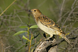 Image. Spotted Bowerbird