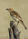 Image. Spotted Bowerbird