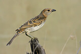 Image. Spotted Bowerbird