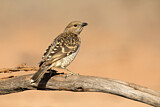 Image. Spotted Bowerbird