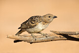 Image. Spotted Bowerbird