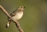 Image. Spotted Bowerbird