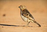 Image. Spotted Bowerbird