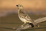 Image. Spotted Bowerbird