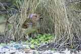 Image. Spotted Bowerbird