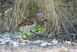 Image. Spotted Bowerbird