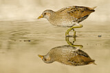 Image. Spotted Crake