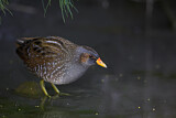 Image. Spotted Crake