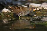 Image. Spotted Crake