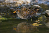 Image. Spotted Crake