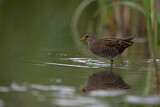 Image. Spotted Crake