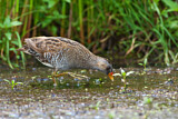 Image. Spotted Crake