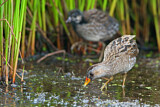 Image. Spotted Crake