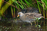 Image. Spotted Crake