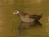 Image. Spotted Crake