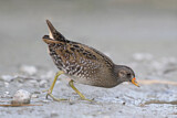 Image. Spotted Crake