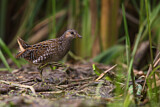 Image. Spotted Crake