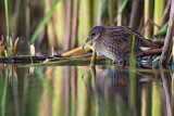 Image. Spotted Crake