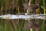 Image. Spotted Crake