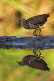 Image. Spotted Crake