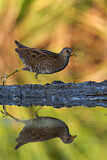 Image. Spotted Crake