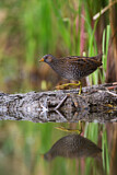 Image. Spotted Crake