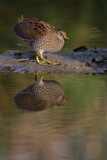 Image. Spotted Crake