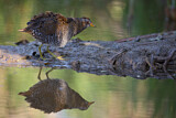 Image. Spotted Crake