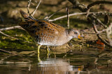 Image. Spotted Crake