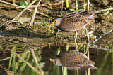 Image. Spotted Crake
