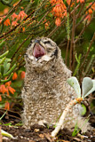 Image. Spotted Eagle-owl