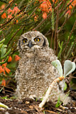 Image. Spotted Eagle-owl