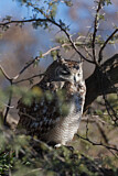 Image. Spotted Eagle-owl