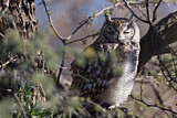 Image. Spotted Eagle-owl