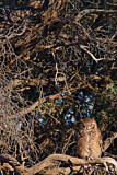 Image. Spotted Eagle-owl