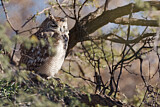 Image. Spotted Eagle-owl