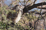 Image. Spotted Eagle-owl