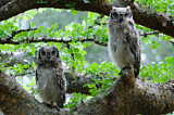 Image. Spotted Eagle-owl