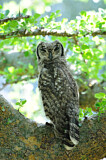 Image. Spotted Eagle-owl