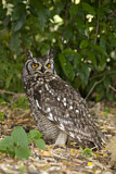 Image. Spotted Eagle-owl