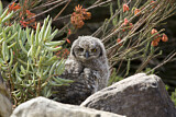 Image. Spotted Eagle-owl