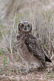Image. Spotted Eagle-owl
