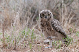 Image. Spotted Eagle-owl